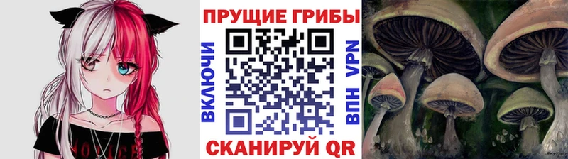 закладки  OMG рабочий сайт  Псилоцибиновые грибы мицелий  Чегем 